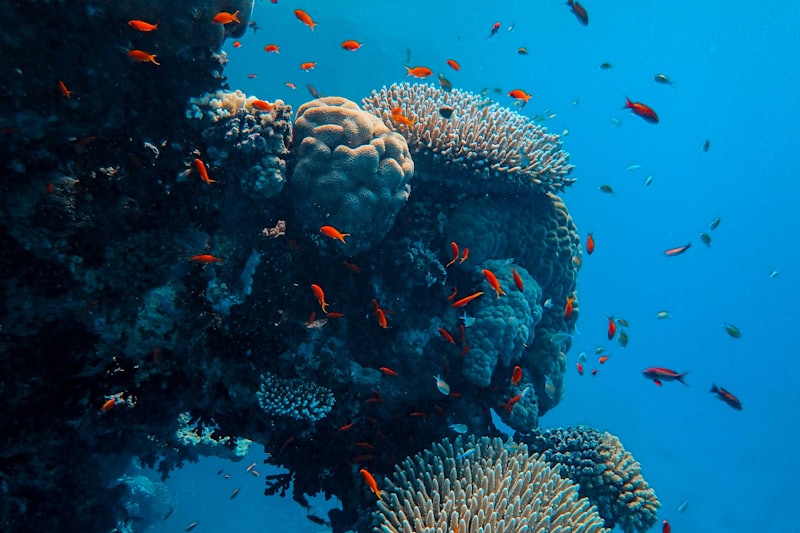 A shipwreck encrusted with coral on the Red Sea floor