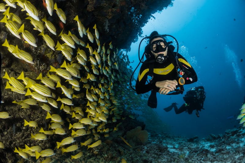 A sea turtle feeding near the surface at a shallow Red Sea reef